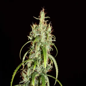 Khalifa Genetics Siberian Ruderalis Regular Landrace Fleurs