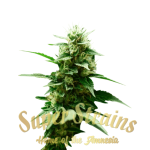 Super Strains Mexican Candy Fleurs