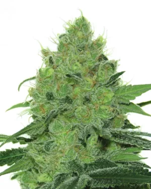 French Touch Seeds Douce Nuit Fleurs