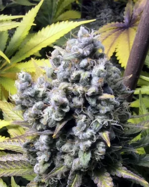 French Touch Seeds Frencheese Fleurs