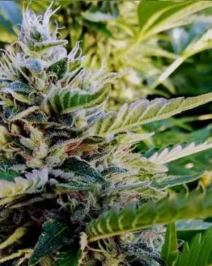 French Touch Seeds Nuttea Haze Fleurs