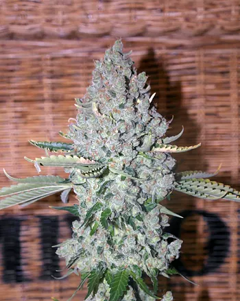 French Touch Seeds Sativa Des Rois Fleurs