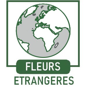 Fleurs Etrangères de CBD et CBG