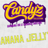ZmoothieZ Genetics Banana Jelly's