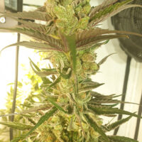 ZmoothieZ Genetics Banana Jelly's Fleurs