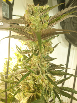 ZmoothieZ Genetics Banana Jelly's Fleurs