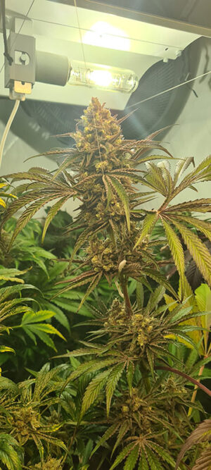 ZmoothieZ Genetics Candy Lime Fleurs