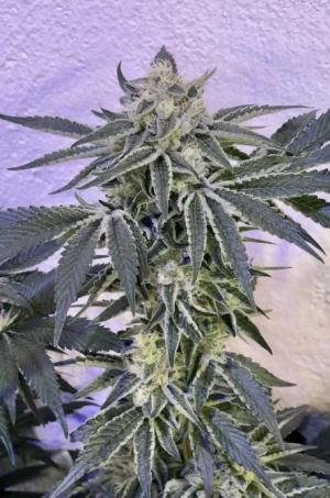 ZmoothieZ Genetics Candy'n Cream Fleurs