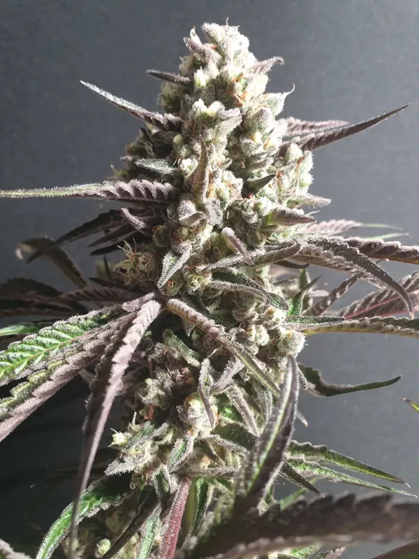 ZmoothieZ Genetics Forbiden Nectar Fleurs