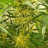 ZmoothieZ Genetics Juicy Drop'z Fleurs