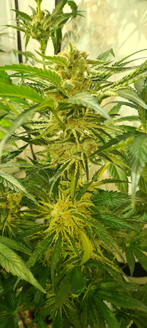 ZmoothieZ Genetics Juicy Drop'z Fleurs