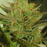 ZmoothieZ Genetics Sugar Tree Fleurs