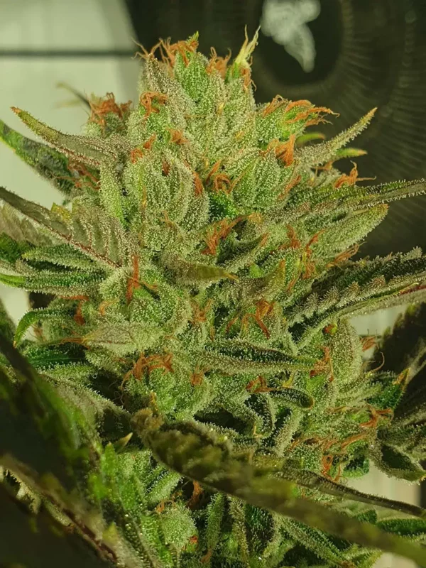 ZmoothieZ Genetics Sugar Tree Fleurs