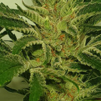 ZmoothieZ Genetics Supreme Nectar Fleurs
