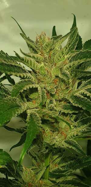 ZmoothieZ Genetics Supreme Nectar Fleurs