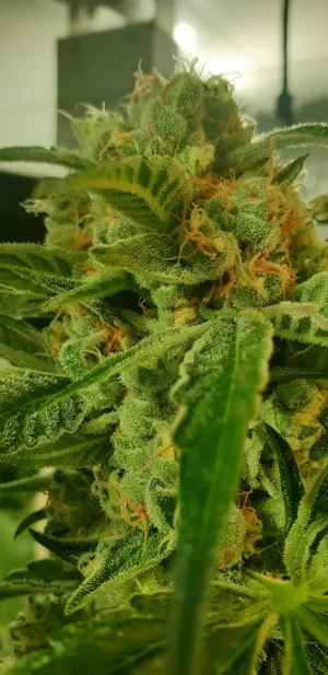 ZmoothieZ Genetics Tutti Candy Fleurs