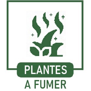 Plantes à Fumer