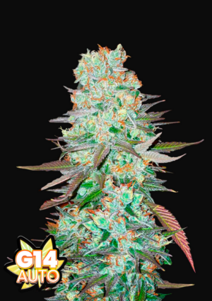 420 Fast Buds G14 Auto Fleurs