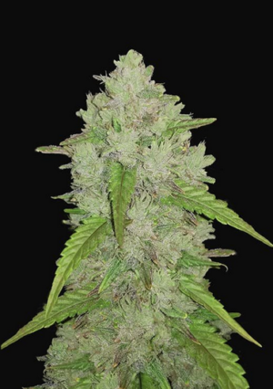 420 Fast Buds Amnesia Haze Auto