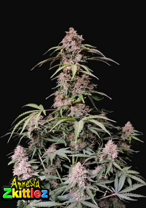 420 Fast Buds Amnesia Zkittlez Auto Fleurs