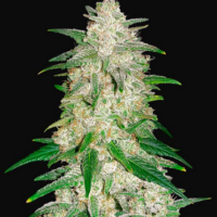 420 Fast Buds Gelato Auto