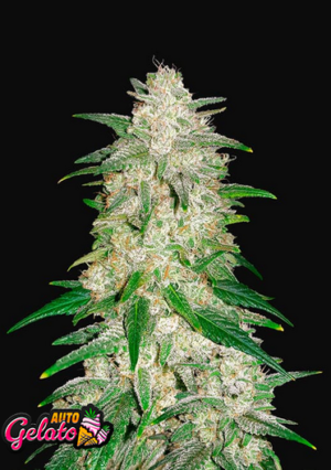 420 Fast Buds Gelato Auto