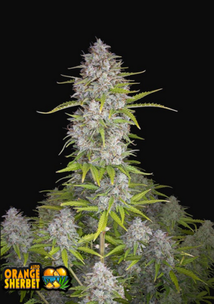 420 Fast Buds Orange Sherbet Auto