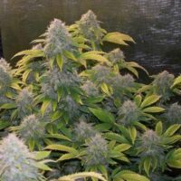 Breizh District - Bruce Banner – Image 2