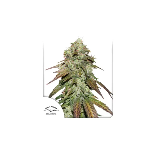 Dutch Passion Seed Company CBD Mazar X5 Fleurs