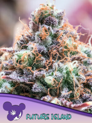 Anesia Seeds Future Island Fleurs