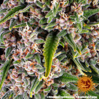Barney's Farm - Blue Cheese Auto X 5 – Image 3