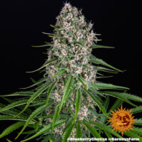Barney's Farm - Blue Cheese Auto X 5