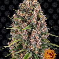 Barney's Farm - Blue Cheese Auto X 5 – Image 2