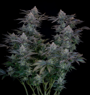 420 Fast Buds - Gorilla Cookies FF x 10