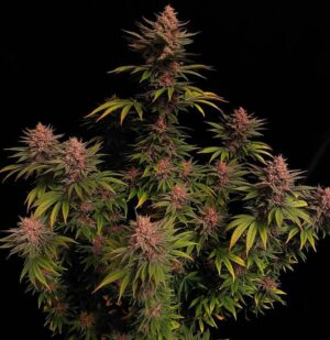 420 Fast Buds - Purple Lemonade FF X3