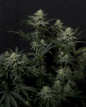 420 Fast Buds - GG4 Sherbet FF X10