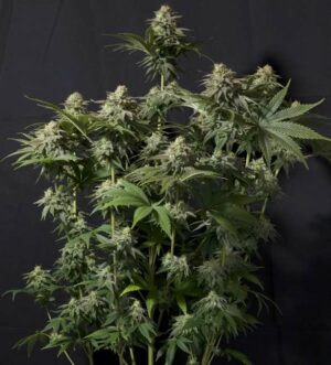 420 Fast Buds - Orange Sherbet FF x 10