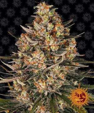 Barney's Farm - Lemon Drizzle X10