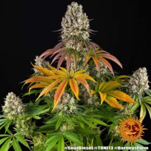 Barney's Farm - Sour Diesel X5