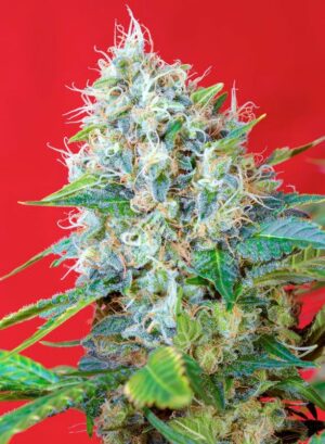 Sweet Seeds - Green Poison F1 fast version X5