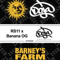 Barney's Farm - RS11 x Banana OG X 5