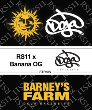 Barney's Farm - RS11 x Banana OG X 5