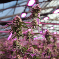 Barney's Farm - RS11 x Banana OG X 5 – Image 4