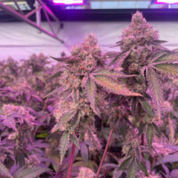 Barney's Farm - RS11 x Banana OG X 5 – Image 3