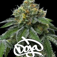 Barney's Farm - RS11 x Banana OG X 5 – Image 2