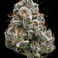 Barney's Farm - Black Cherry Gushers X 10 – Image 5