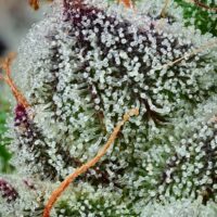 Barney's Farm - Black Cherry Gushers X 10 – Image 4