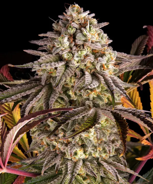 Barney's Farm - Blue Sunset Sherbet X 5 – Image 3