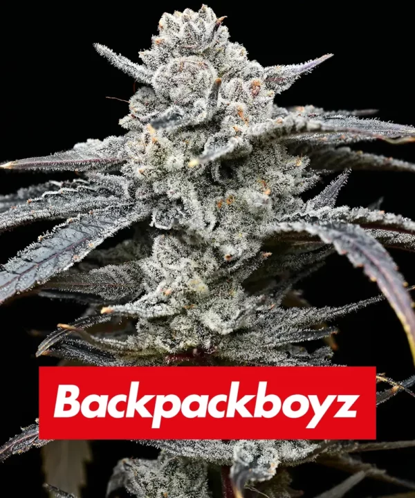 Barney's Farm - Lemon Cherry Gelato X 10 – Image 3