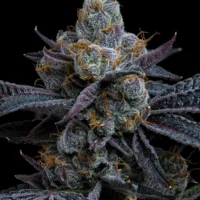 Barney's Farm - White Runtz X 10